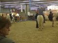 Salon du cheval - dressage