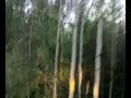 Витязь на Дальнем Востоке (Full version)