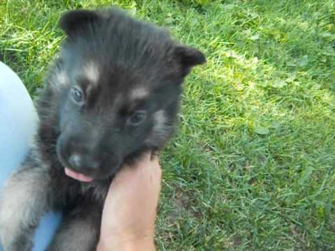 Fang at 4 weeks of age ready soon