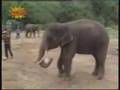 Elephant football