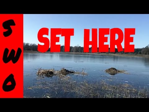 how to locate muskrats