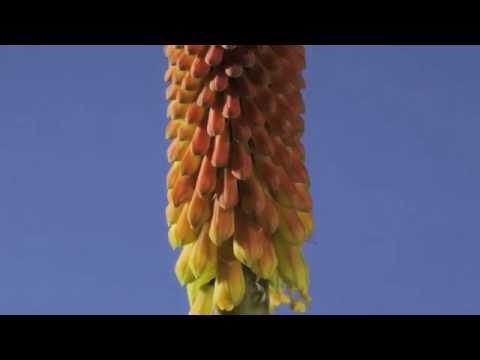 how to grow kniphofia uvaria
