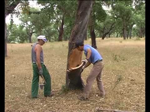 Sklizeň korkové kůry