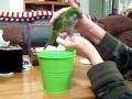 Baby Quaker Parrot Teaching Her To Play