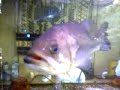 Click here to watch this video 衝撃的瞬間！ブラックバスの捕食