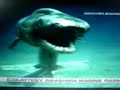 tiburon prehistorico