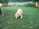 GoldRocks \"Glimpse of Golds Jr Juice Schulz\" and his ball