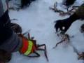 Crabbing Through The Ice in Nome, Alaska