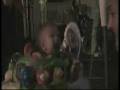 videos de stratton yells in jumperoo