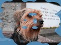 Lucky vomm Welpi zum Hund