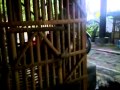 Ayam Ketawa Bulu Balik Tipe Dangdut Kokok Panjang