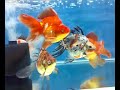 Goldfish-Ryukin Assorted