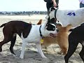 Boston Terrier Meetup