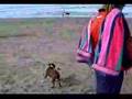 Boston Terrier video