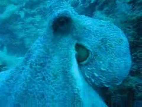 El pulpo
