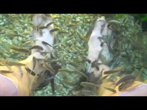 Billy TV Season 2: The Fish Spa