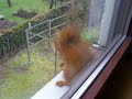 Eichh�rnchen