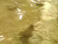 torotno zoo sting ray