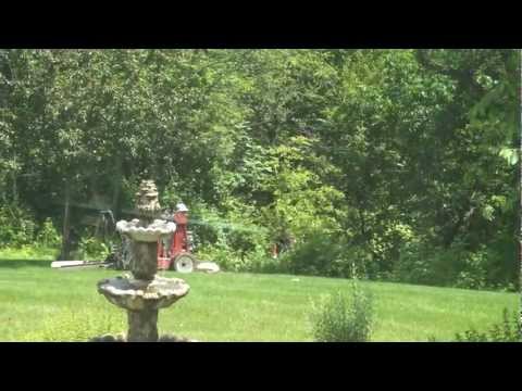 how to transplant a black gum tree