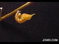 Cloudless Sulphur larva pupates and later emerges in time la