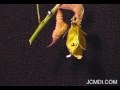 Cloudless Sulphur larva pupates and later emerges in time la