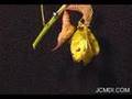 Cloudless Sulphur larva pupates and later emerges in time la