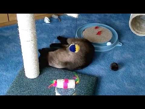 Siamkater Odin und das selbstgebaute Kratzspielzeug