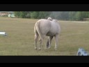 Thinking Outside The Round Pen