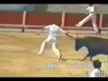 Bull Sticking a Guy