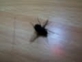 Breakdance Fliege