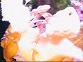 mini-reef-aquarium-tropical-marine-fish-an-inverts-nov-07.html
