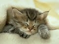 Very Funny Cats 32 Very Funny Cats 32