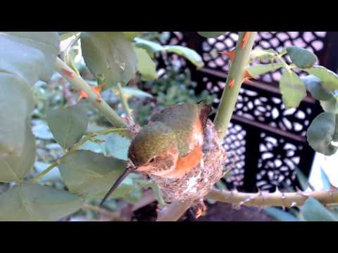 Laying 1st egg - December 10, 2013