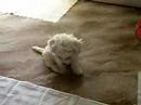 Filip  Bichon   Frise  Puppy