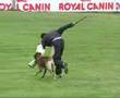 Schutzhund