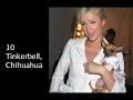 Best & Worst Dressed Dogs of 2008