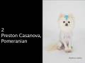 videos de Best & Worst Dressed Dogs of 2008