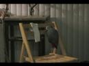 African grey vs sock II African grey vs sock II