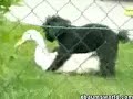 Dog humping poor duck