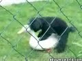 Dog humping poor duck