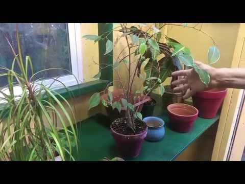 how to replant a croton plant