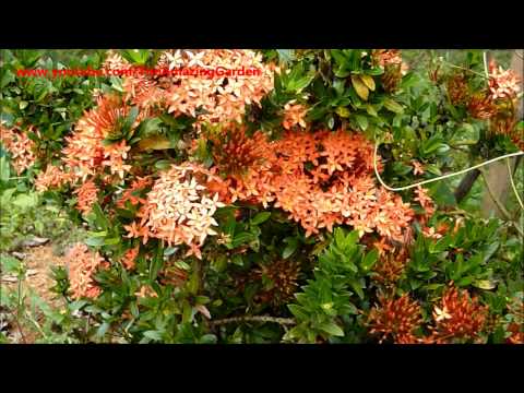 how to grow ixora