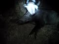 Dogo Argentino Hunting from GREECE