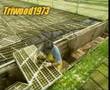 How Lettuces Are Grown Hydroponically...