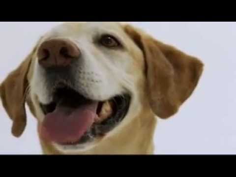 Labrador Retriever Puppy And Dog Training Information
