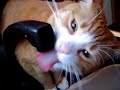 Neko drinking water Neko drinking water