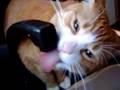Neko drinking water