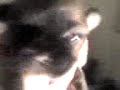 Shih  Poo  Puppy Louis Vuttion aka Louie Opens Eyes