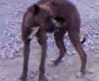 PERRO KUSINELA
