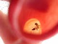 nephentes alata mangia nephentes alata mangia